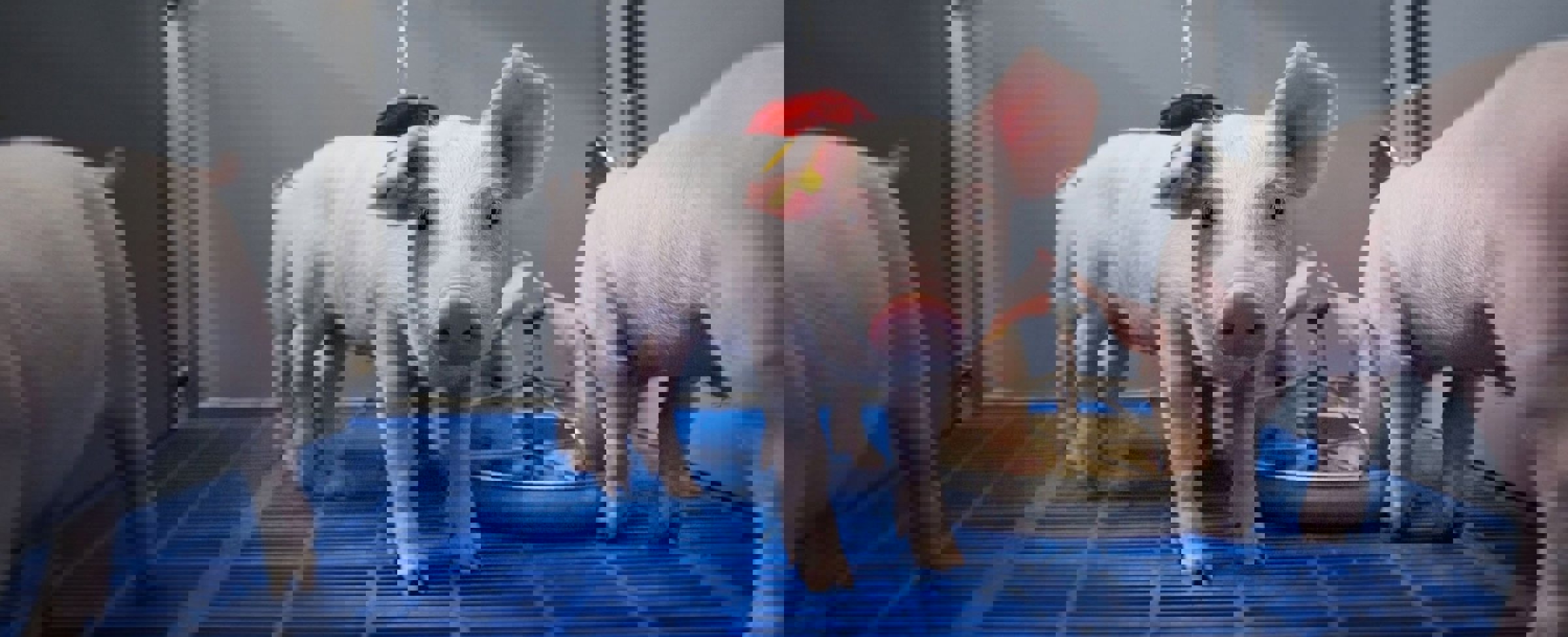 Preventing diarrhoea in piglets