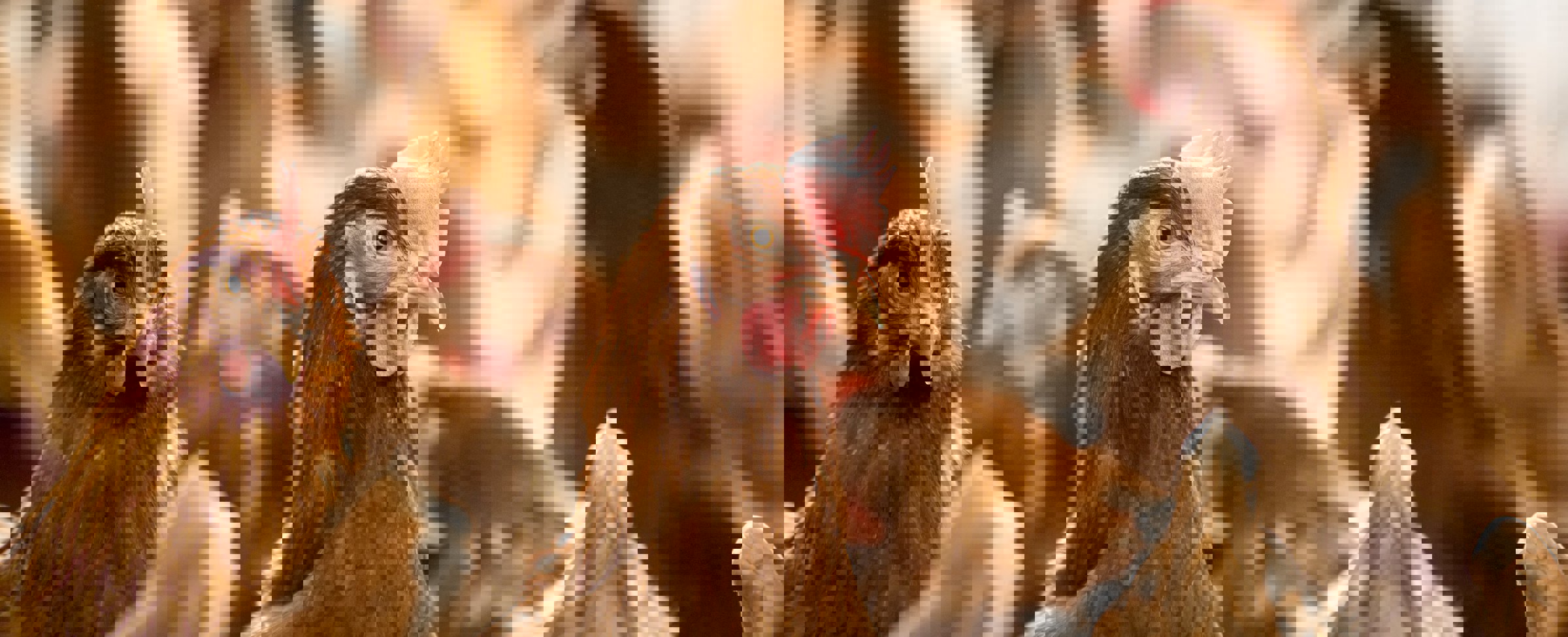 Colibacillosis in layers