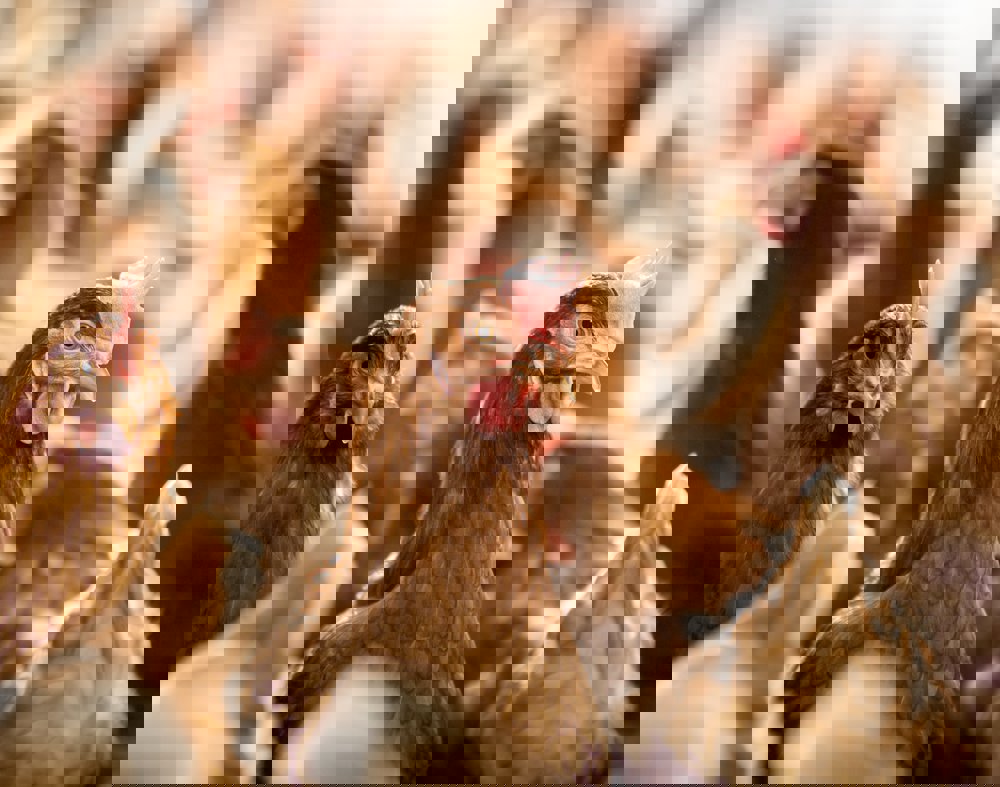 Colibacillosis in layers