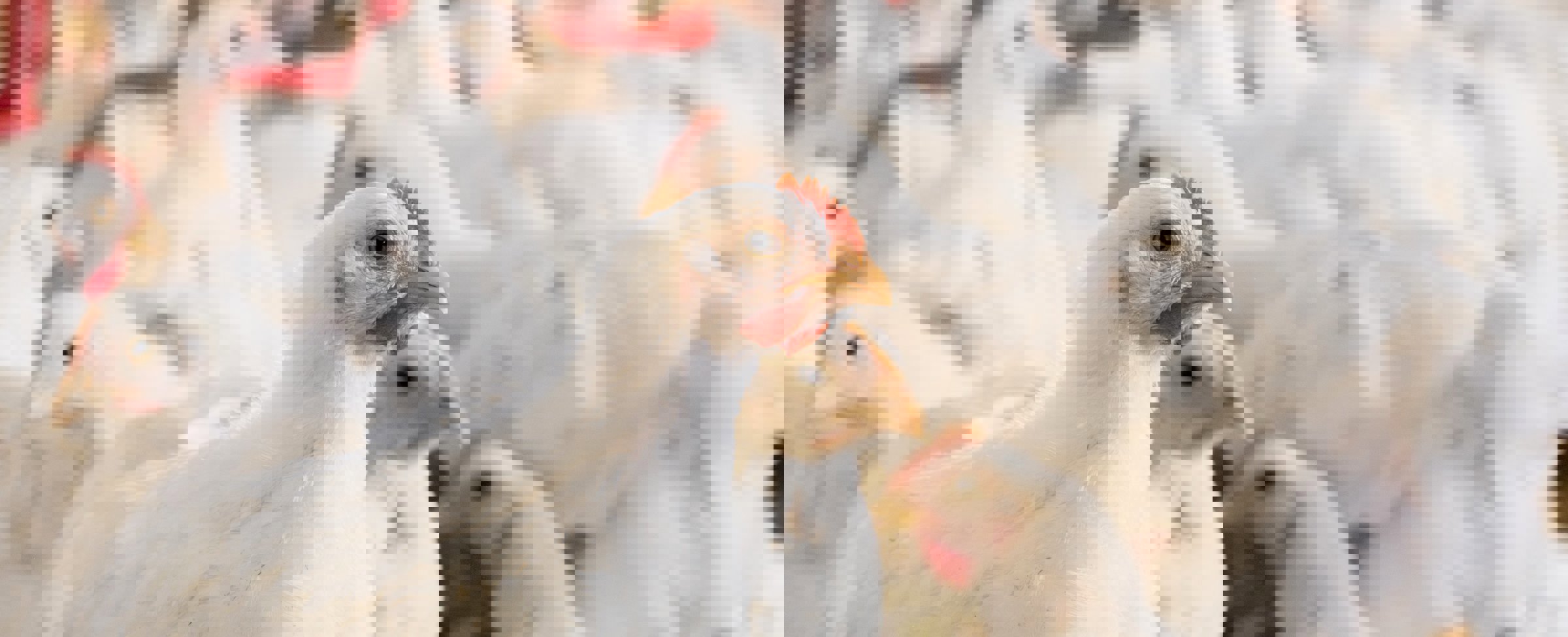 Preventing dysbacteriosis/bacterial enteritis in broilers