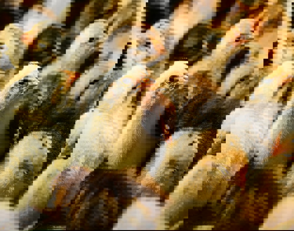 Ensure optimal production in layers with uniform rearing weight