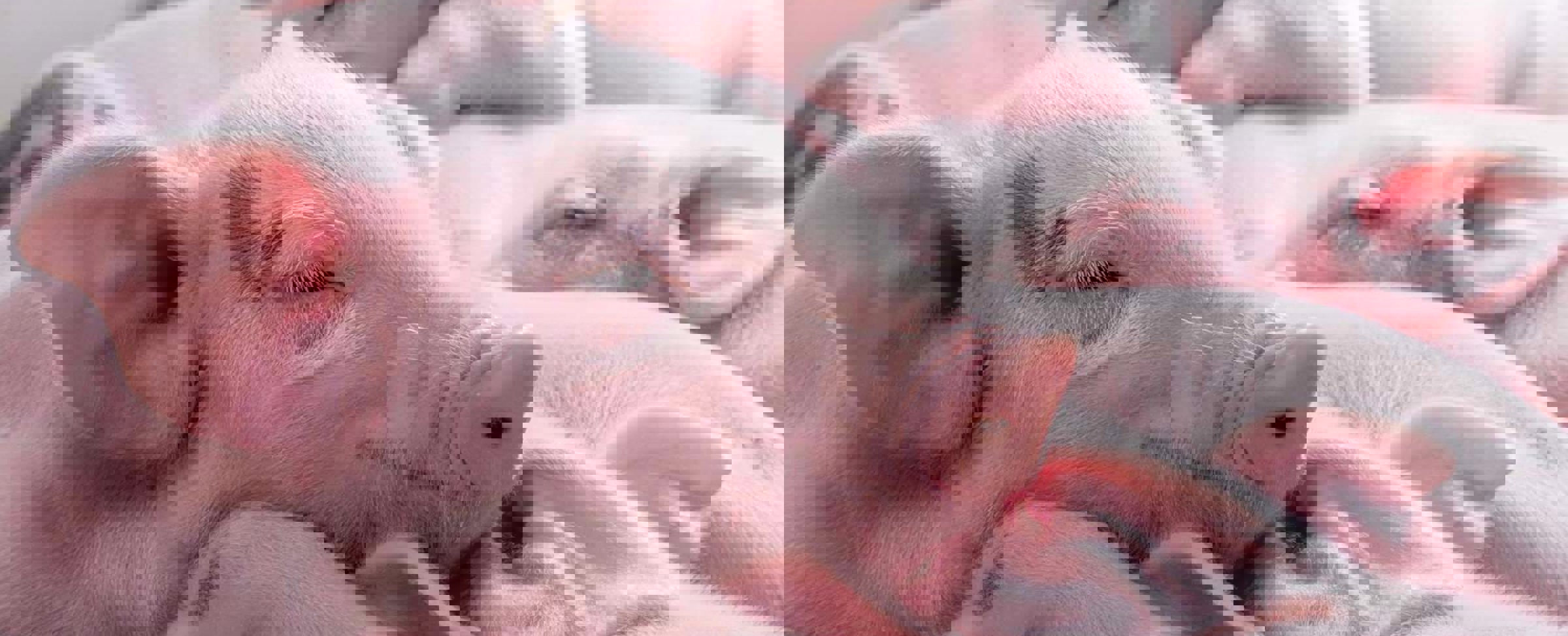 Piglet vitality and mortality