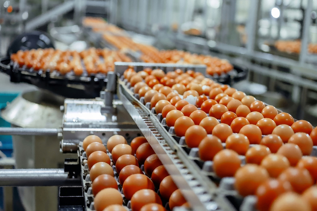 Produktionslinie in einer Fabrik mit Eiern