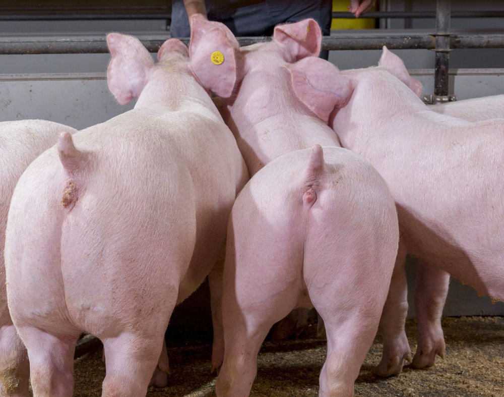 Promoting uniform growth in grower-finisher pigs