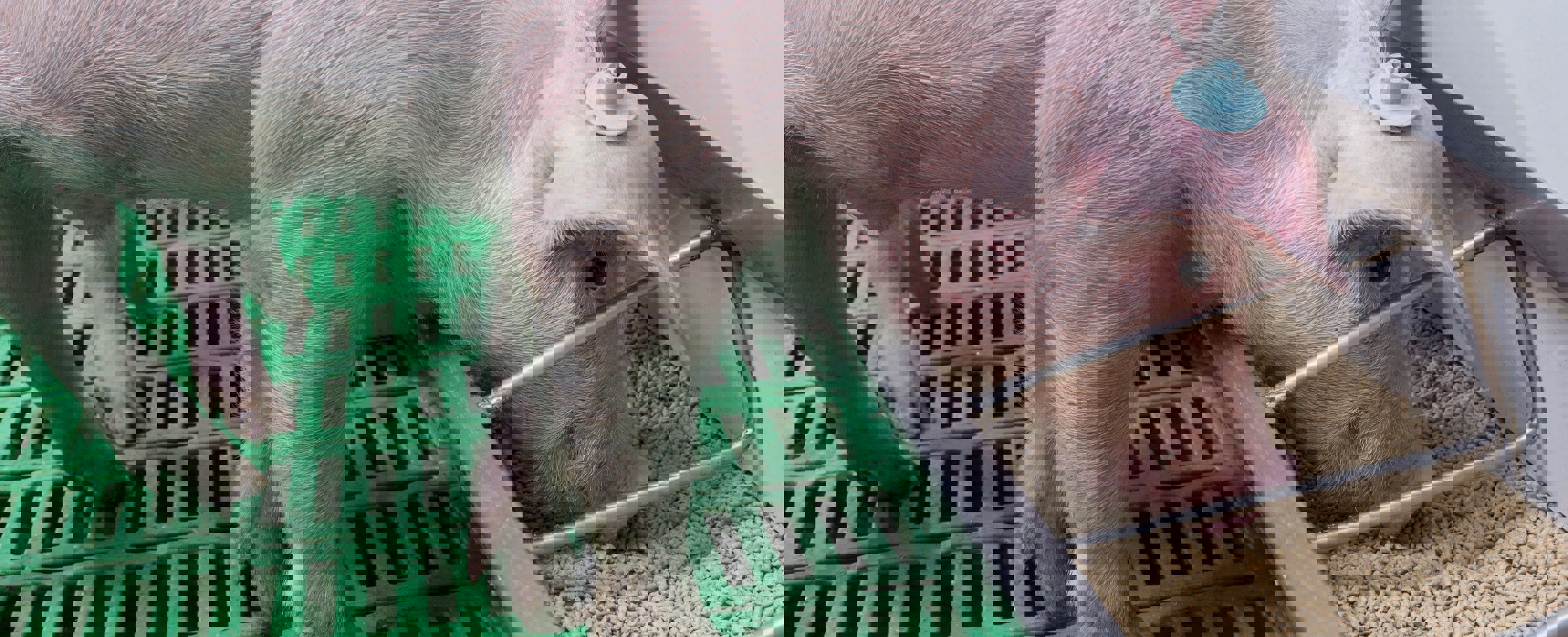 Enhancing feed efficiency in grower-finisher pigs