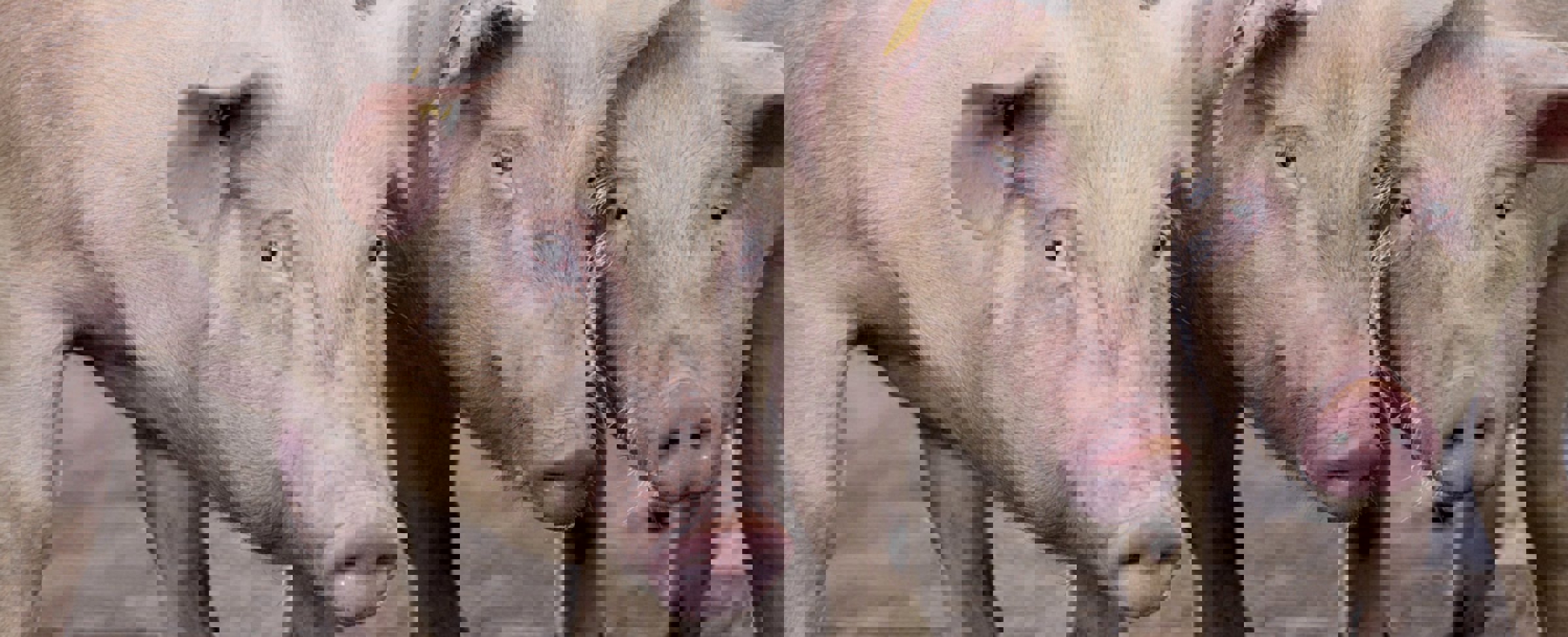Feed preservation for sows