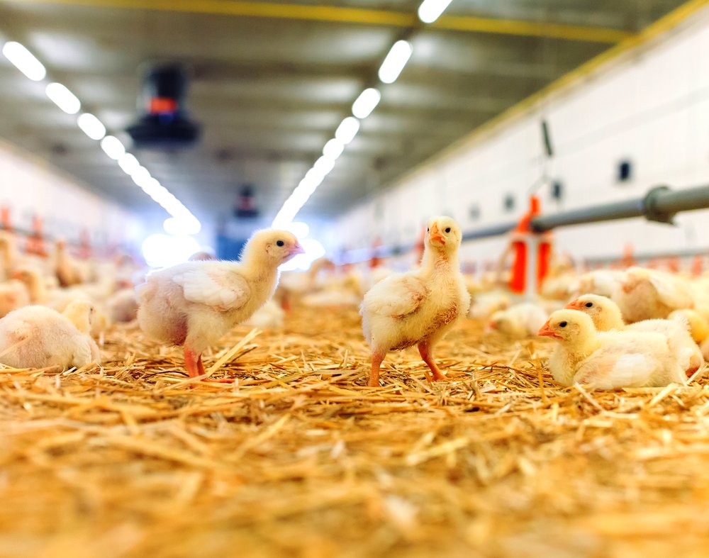 Broiler house