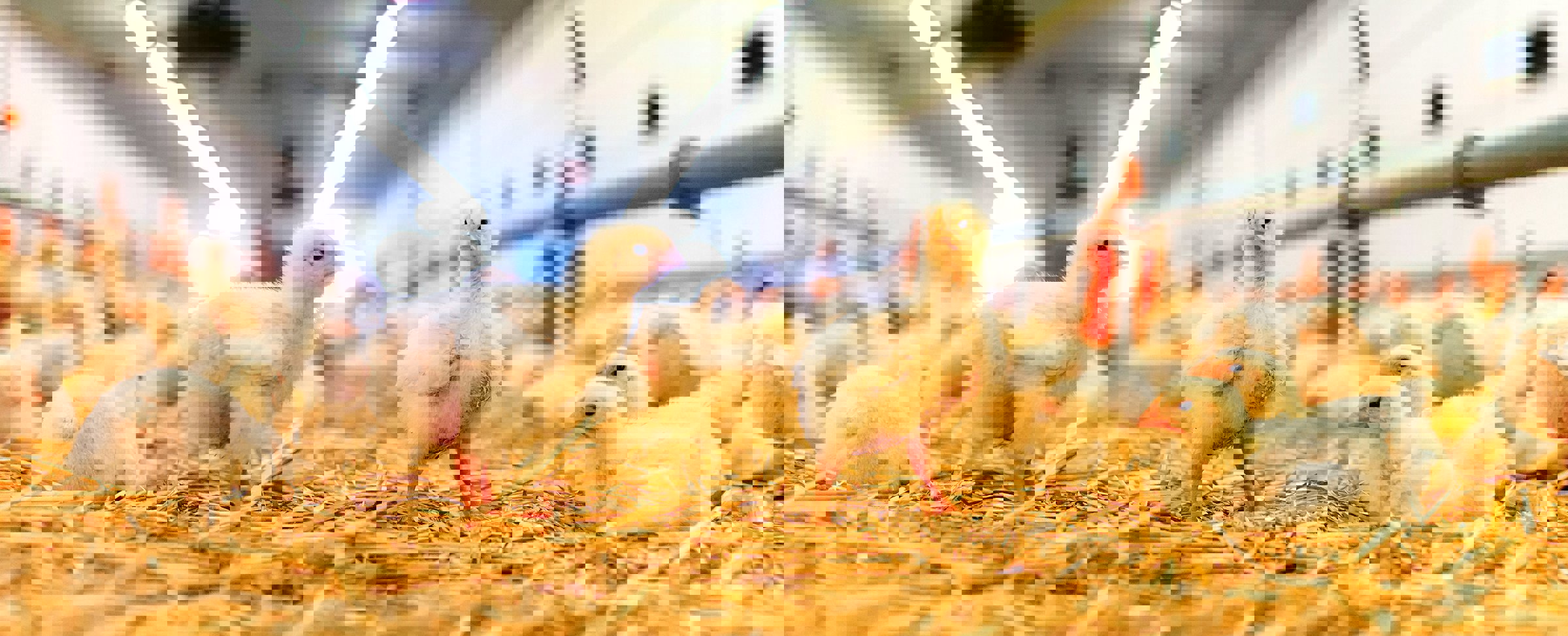 Broiler house