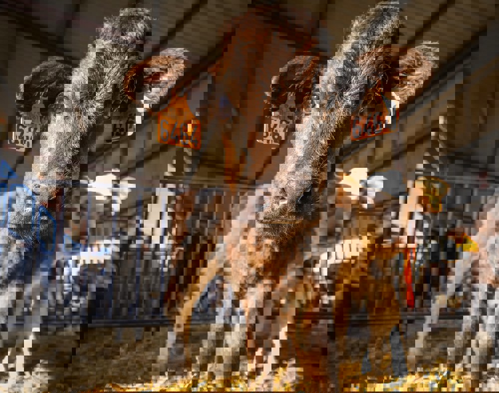 Mineral Optimisation